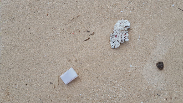 The seashell and plastic box